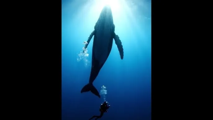 必撸大赛网站 - 深蓝星球：探索海洋深处的未知世界